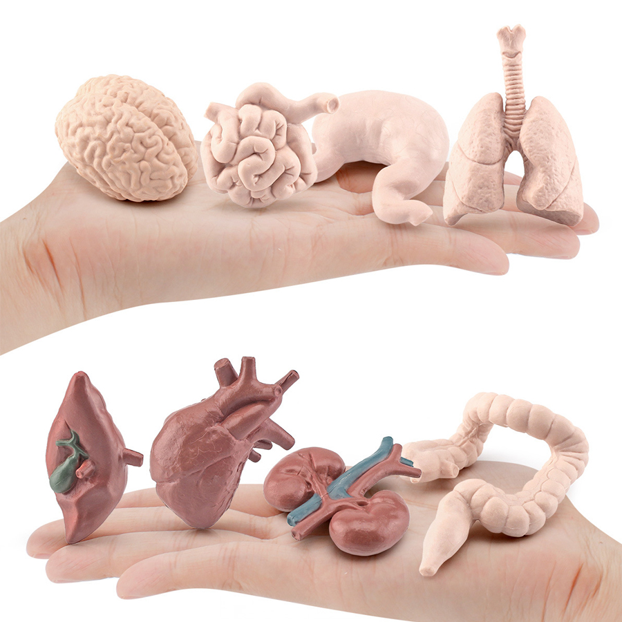 Realistic Human Organs Ancient - مراجعة Kids Toys Egypt وسعره